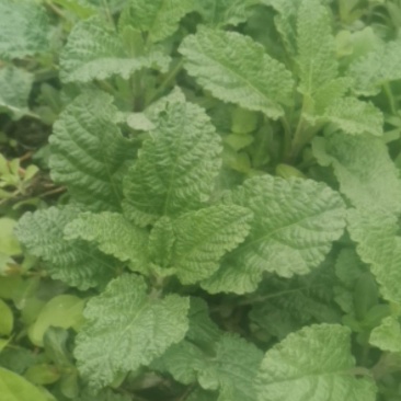 蛤蟆草，野生的蛤蟆草，量大哈