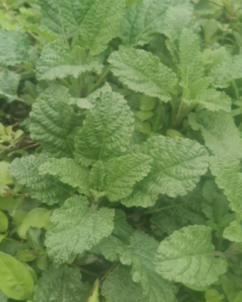蛤蟆草，野生的蛤蟆草，量大哈