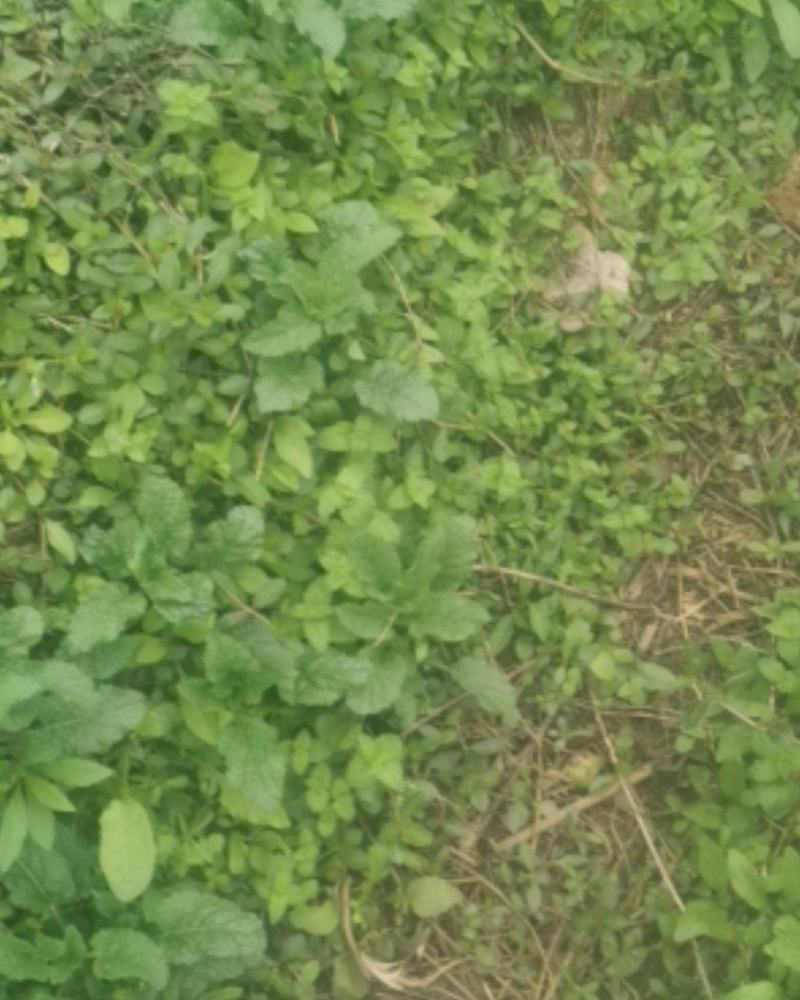 蛤蟆草，野生的蛤蟆草，量大哈