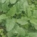 蛤蟆草，野生的蛤蟆草，量大哈