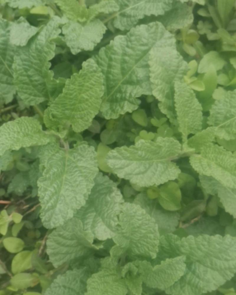 蛤蟆草，野生的蛤蟆草，量大哈