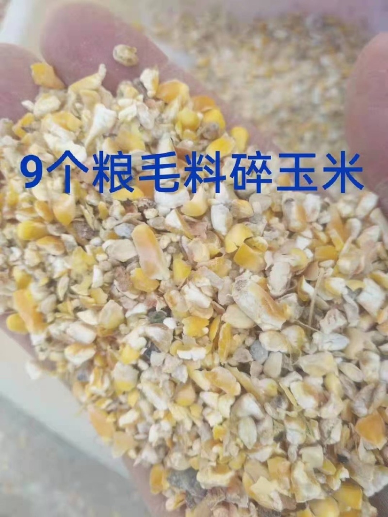 ｛优质好货｝碎玉米，适合作为柴鸡饲料、青年鸭饲料！