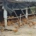 山岭散养土1.5品种土剦鸡童，均重1.3斤左右，健康鸡