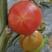 黄筋西红柿有籽番茄有种西红柿酸甜海阳黄金西红柿直供地头价