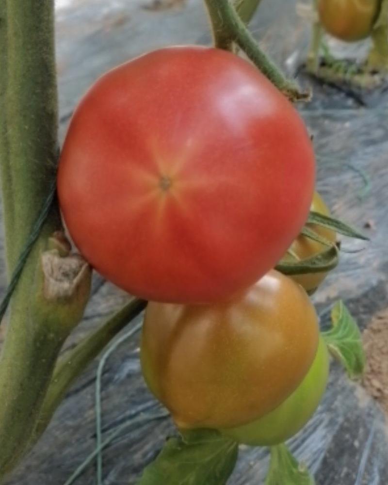 黄筋西红柿有籽番茄有种西红柿酸甜海阳黄金西红柿直供地头价
