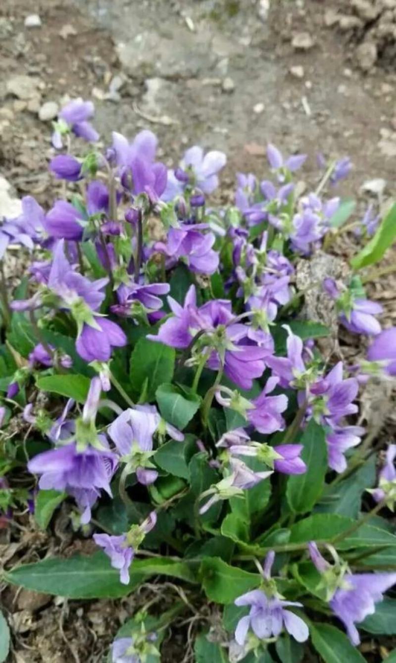 二月兰种子大量供应，春季3-4月观花品种,花海建植，绿