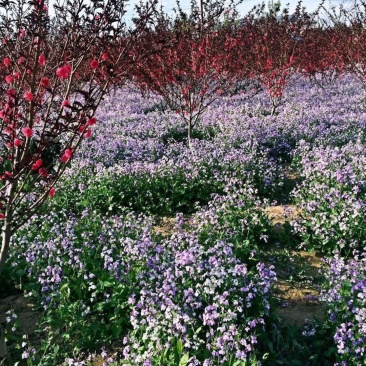 二月兰种子大量供应，春季3-4月观花品种,花海建植，绿