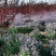 二月兰种子大量供应，春季3-4月观花品种,花海建植，绿