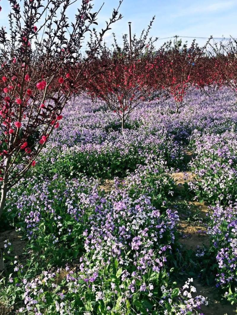 二月兰种子大量供应，春季3-4月观花品种,花海建植，绿