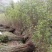 黄花槐地径1公分基地直供货源充足手续齐全让您购苗无忧