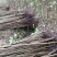 黄花槐地径1公分基地直供货源充足手续齐全让您购苗无忧