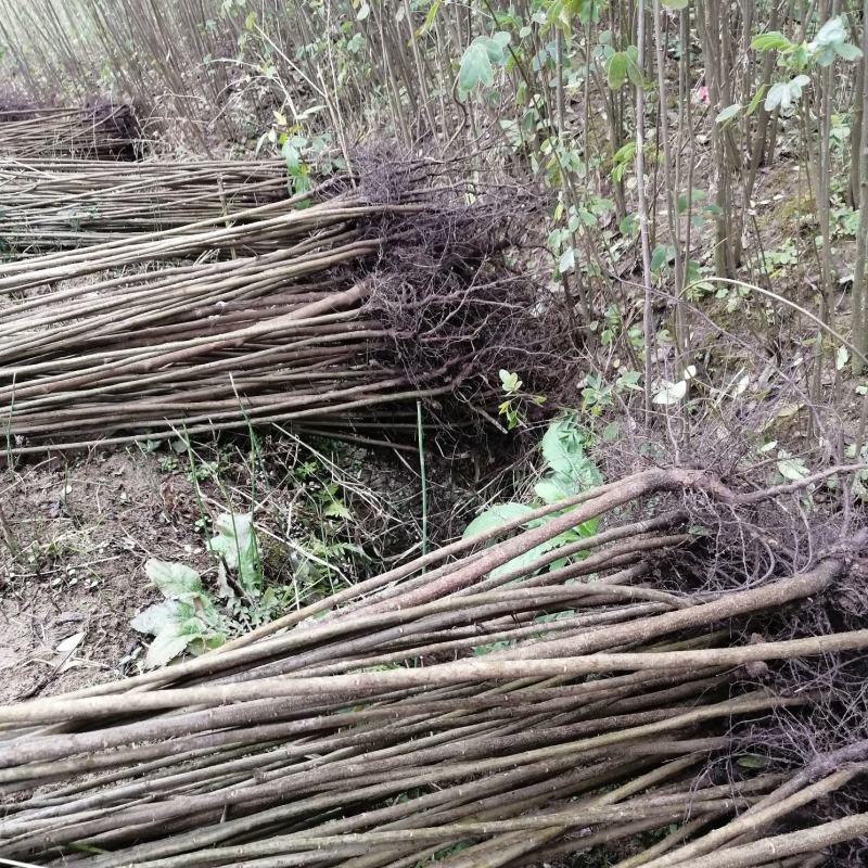 黄花槐地径1公分基地直供货源充足手续齐全让您购苗无忧