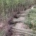 黄花槐地径1公分基地直供货源充足手续齐全让您购苗无忧