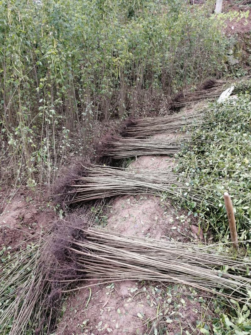 黄花槐地径1公分基地直供货源充足手续齐全让您购苗无忧