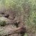 黄花槐地径1公分基地直供货源充足手续齐全让您购苗无忧