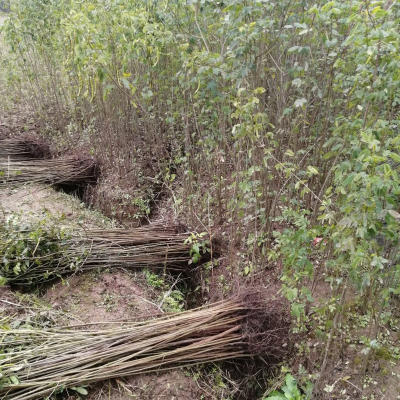 黄花槐地径1公分基地直供货源充足手续齐全让您购苗无忧