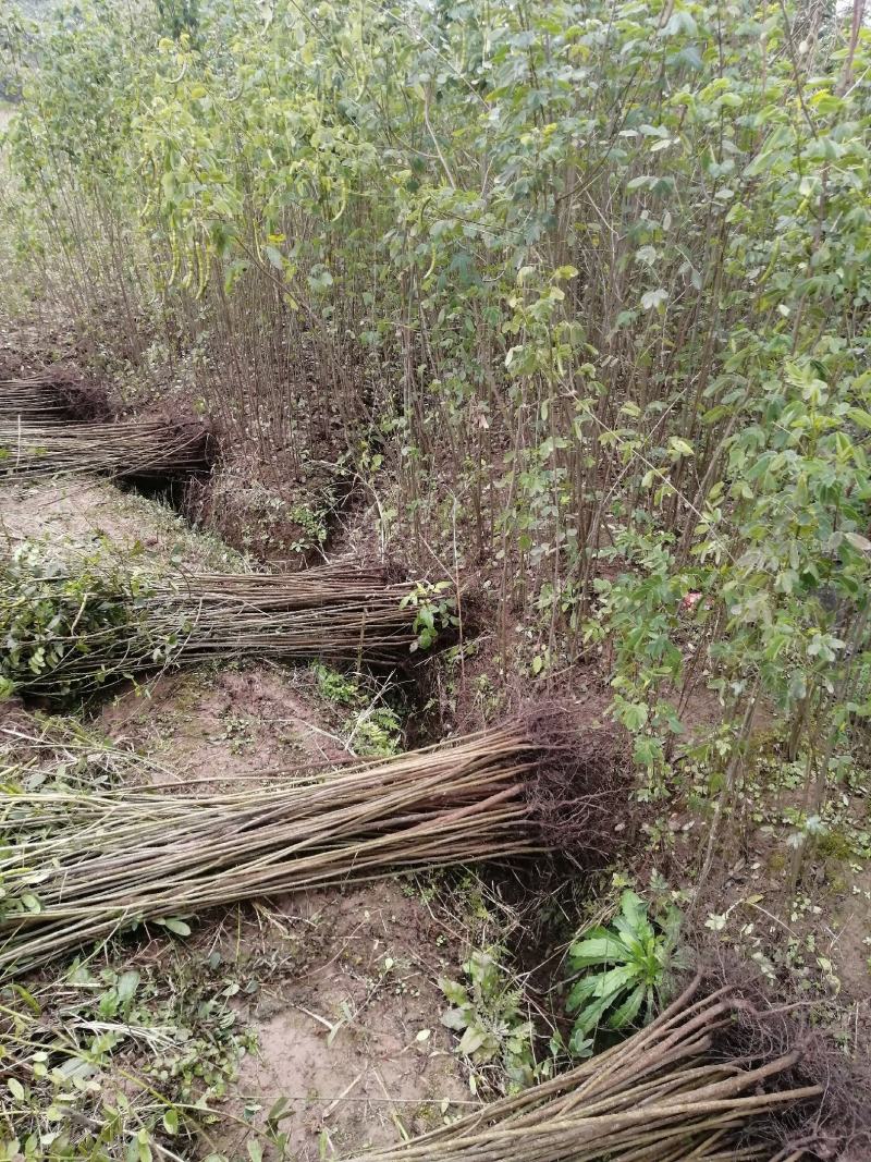 黄花槐地径1公分基地直供货源充足手续齐全让您购苗无忧