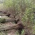 黄花槐地径1公分基地直供货源充足手续齐全让您购苗无忧