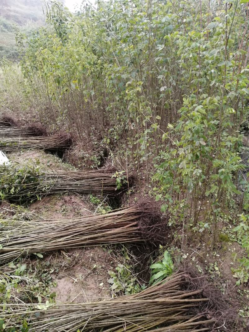 黄花槐地径1公分基地直供货源充足手续齐全让您购苗无忧