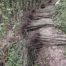 黄花槐地径1公分基地直供货源充足手续齐全让您购苗无忧