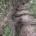 黄花槐地径1公分基地直供货源充足手续齐全让您购苗无忧