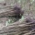 黄花槐地径1公分基地直供货源充足手续齐全让您购苗无忧