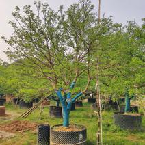 香橼造型树高4到5米福建漳州绿化苗木基地