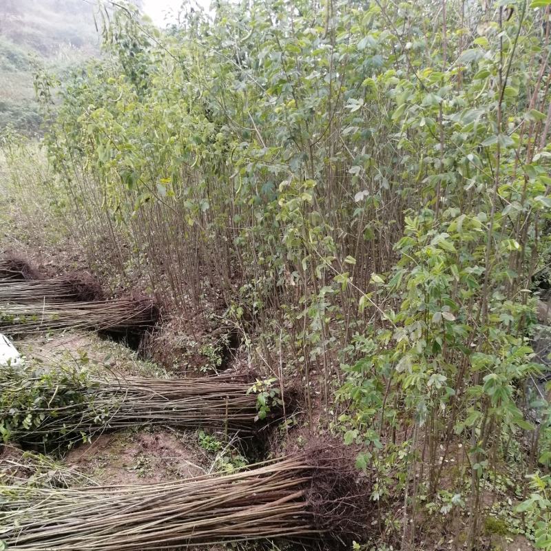 黄花槐地径1公分基地直供货源充足手续齐全让您购苗无忧