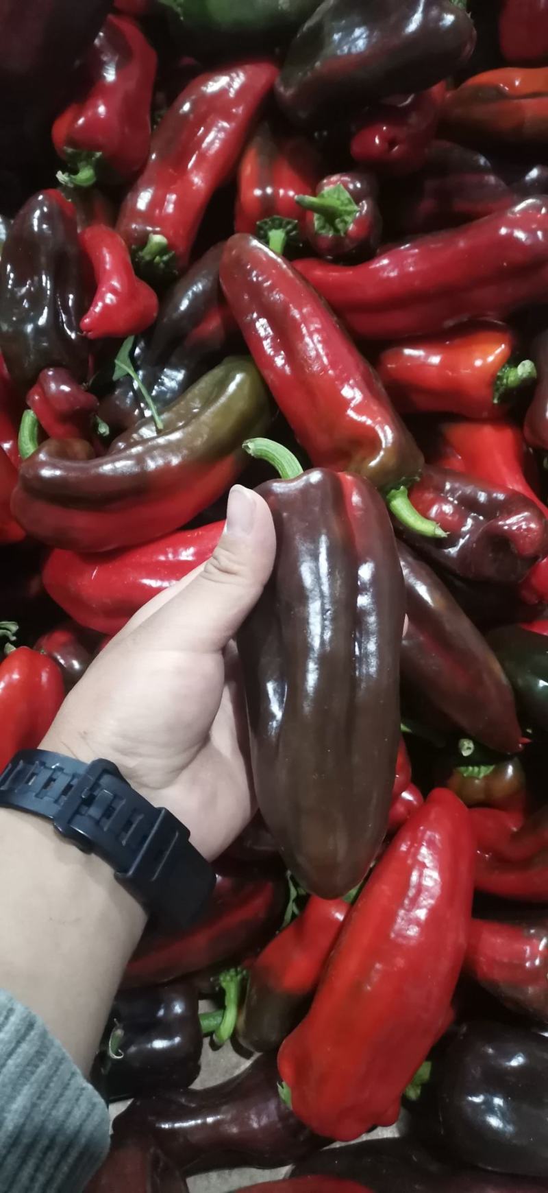 新鲜的辣椒上市！详情看图