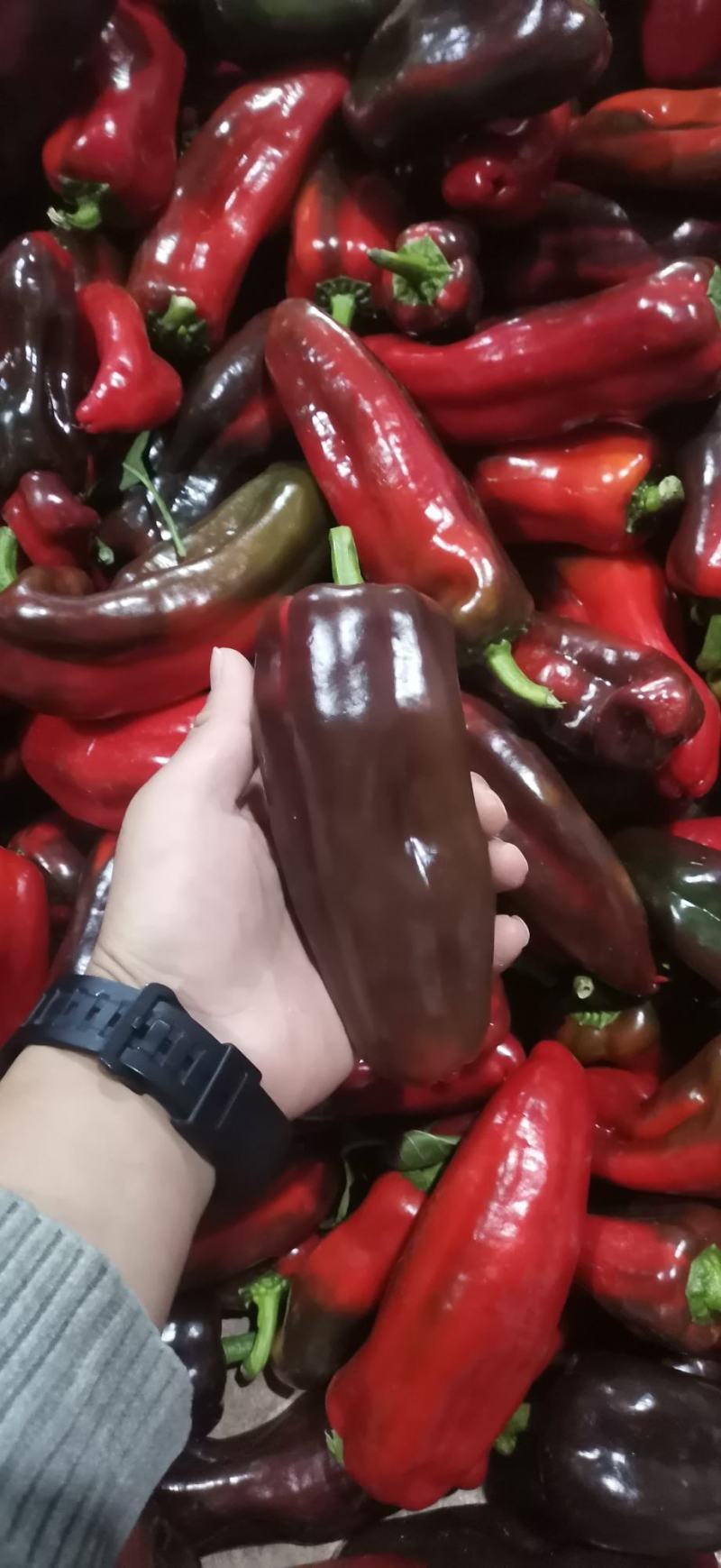 新鲜的辣椒上市！详情看图