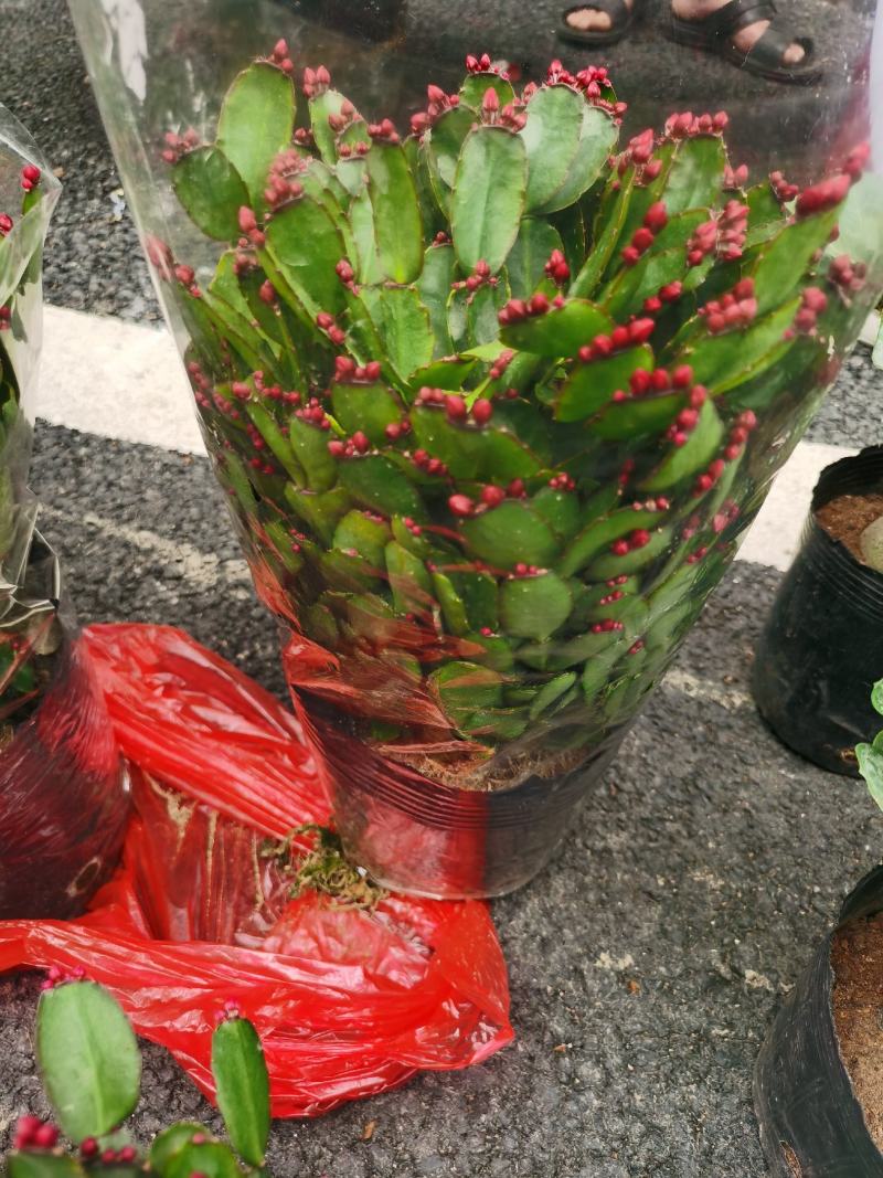 精品三月红蟹爪兰产地批发直销量大优惠，原土原盆装