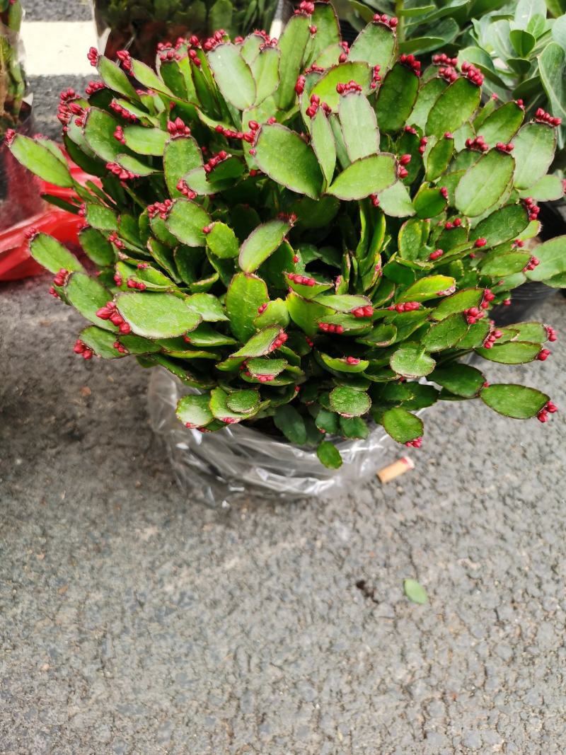 精品三月红蟹爪兰产地批发直销量大优惠，原土原盆装
