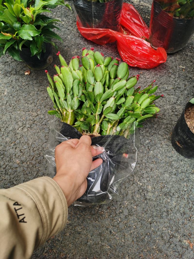 精品三月红蟹爪兰产地批发直销量大优惠，原土原盆装