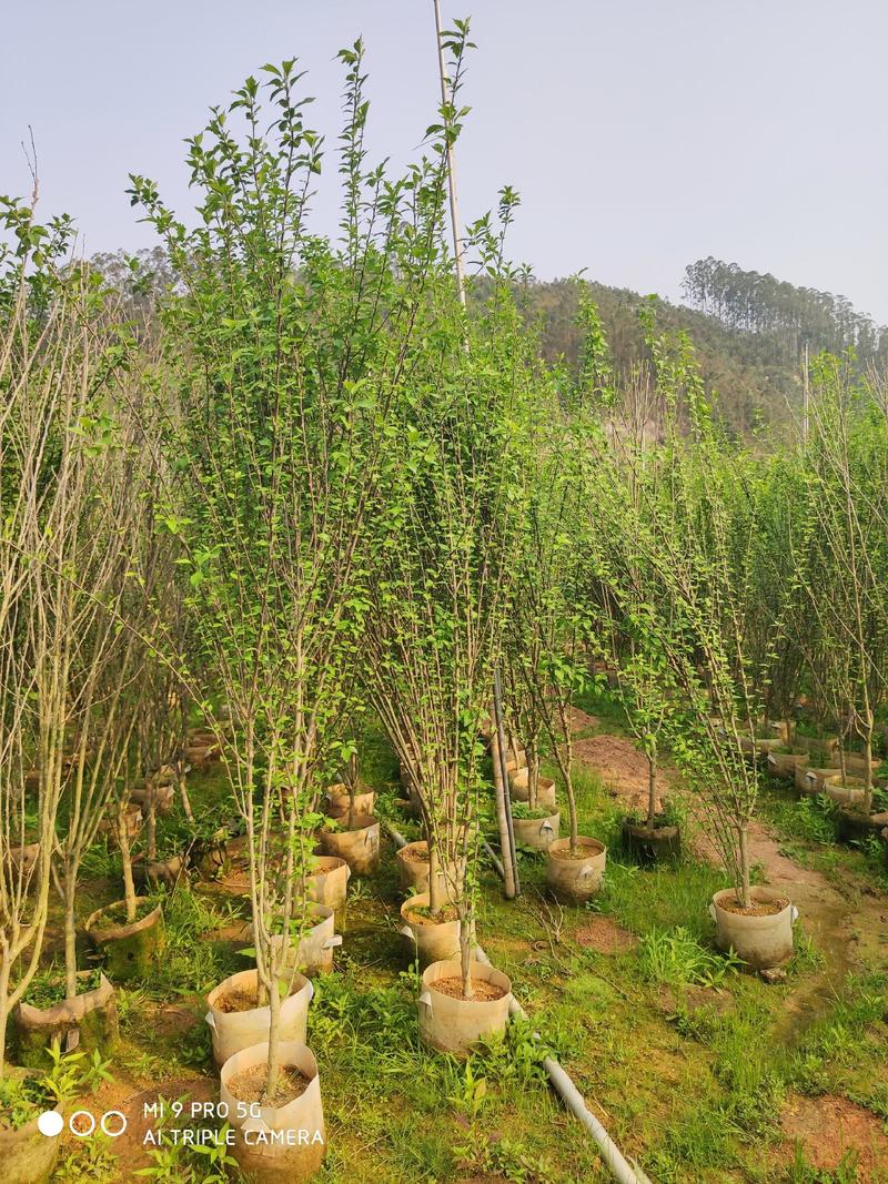 木槿高度1.5米到2米福建漳州绿化苗木基地