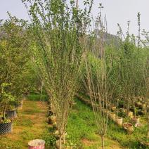 木槿高度1.5米到2米福建漳州绿化苗木基地