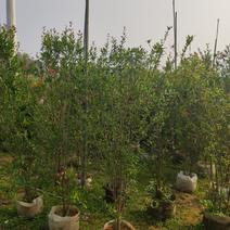 花石榴高度1.5米到2米福建漳州绿化苗木基地