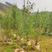 花石榴高度1.5米到2米福建漳州绿化苗木基地