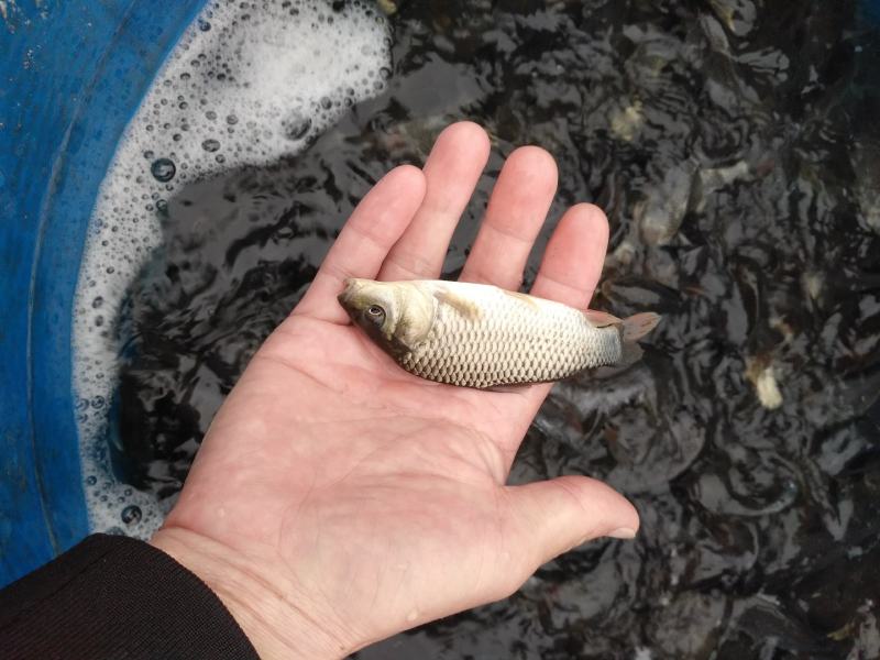 优质花鲢鱼苗，大头鱼，花色漂亮调理水质淡水四大家族鱼