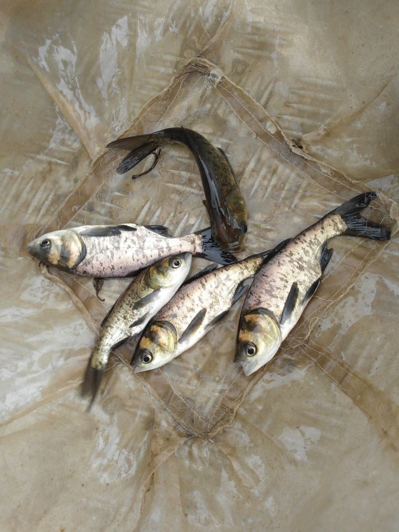 优质花鲢鱼苗，大头鱼，花色漂亮调理水质淡水四大家族鱼