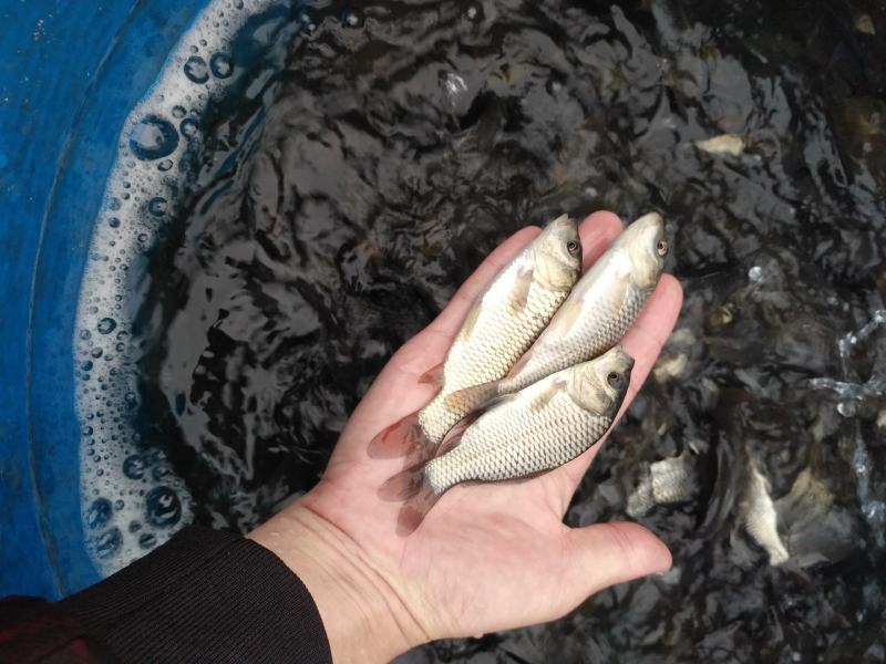 优质花鲢鱼苗，大头鱼，花色漂亮调理水质淡水四大家族鱼