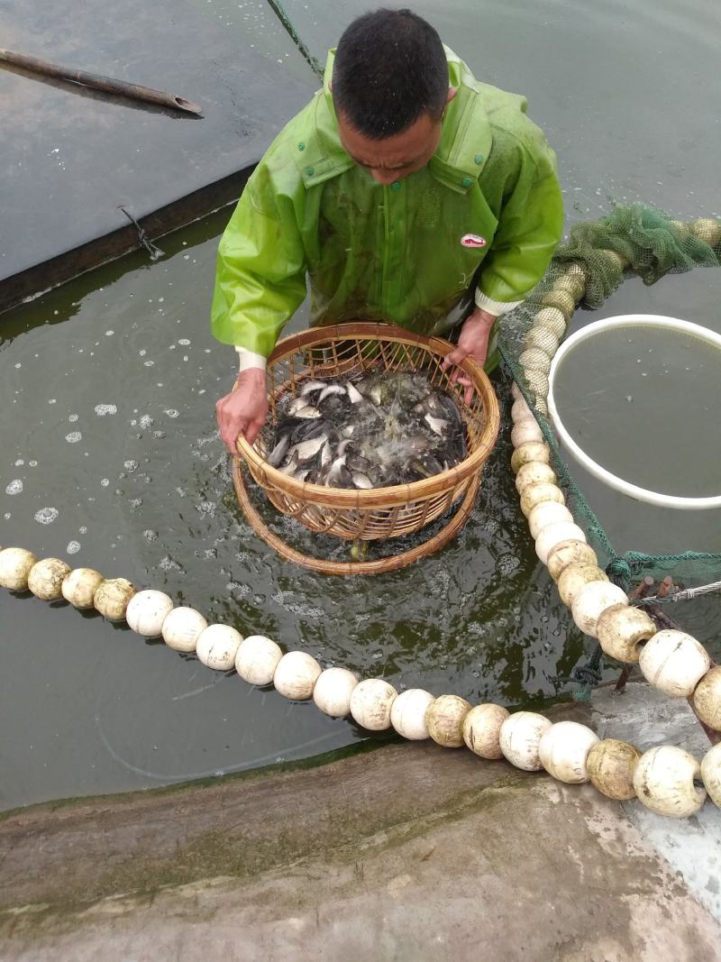 优质花鲢鱼苗，大头鱼，花色漂亮调理水质淡水四大家族鱼