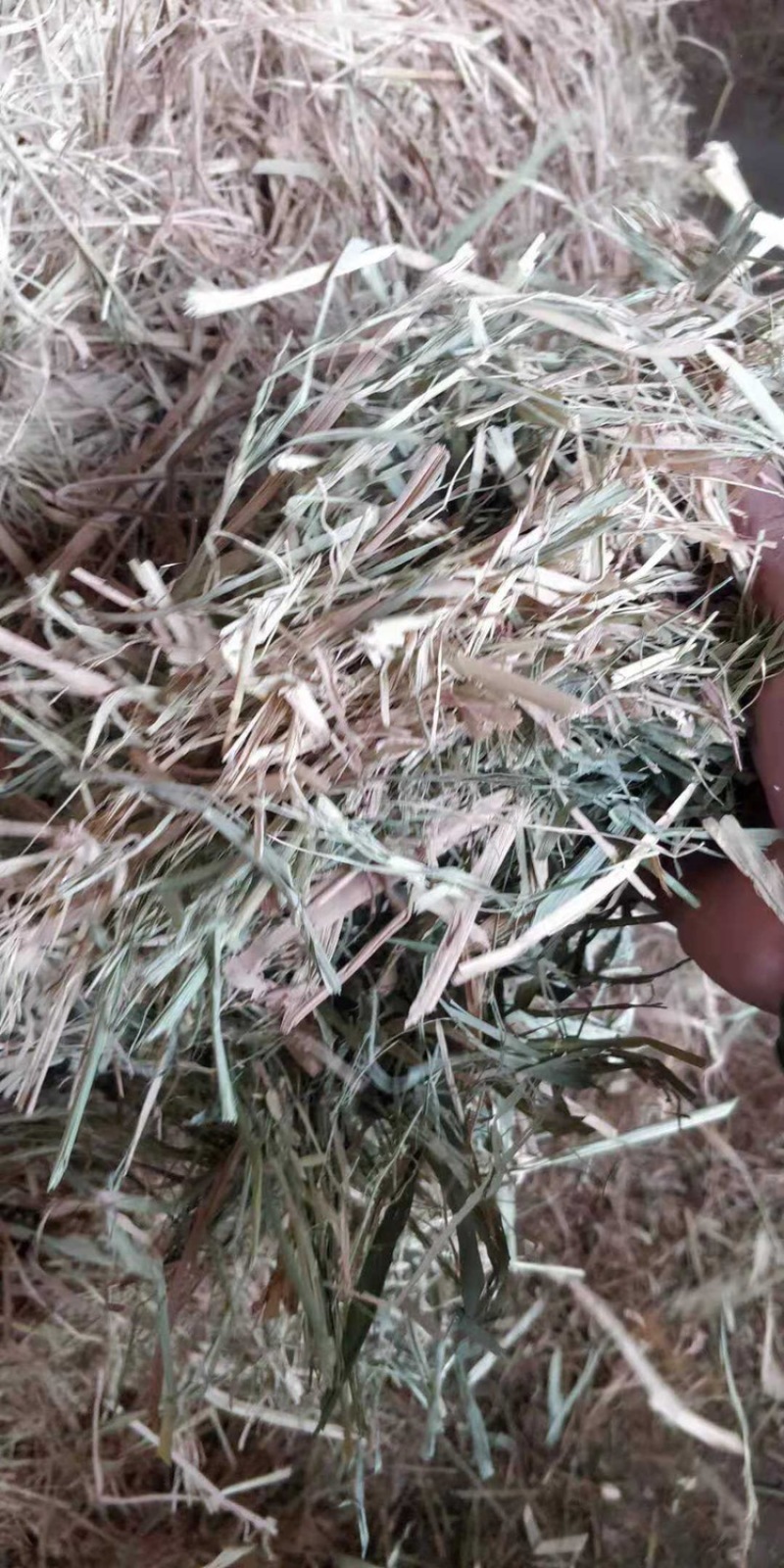 厂家直供牛羊稻草克拉丝柔丝稻草切断稻草整根稻草