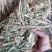 厂家直供牛羊稻草克拉丝柔丝稻草切断稻草整根稻草