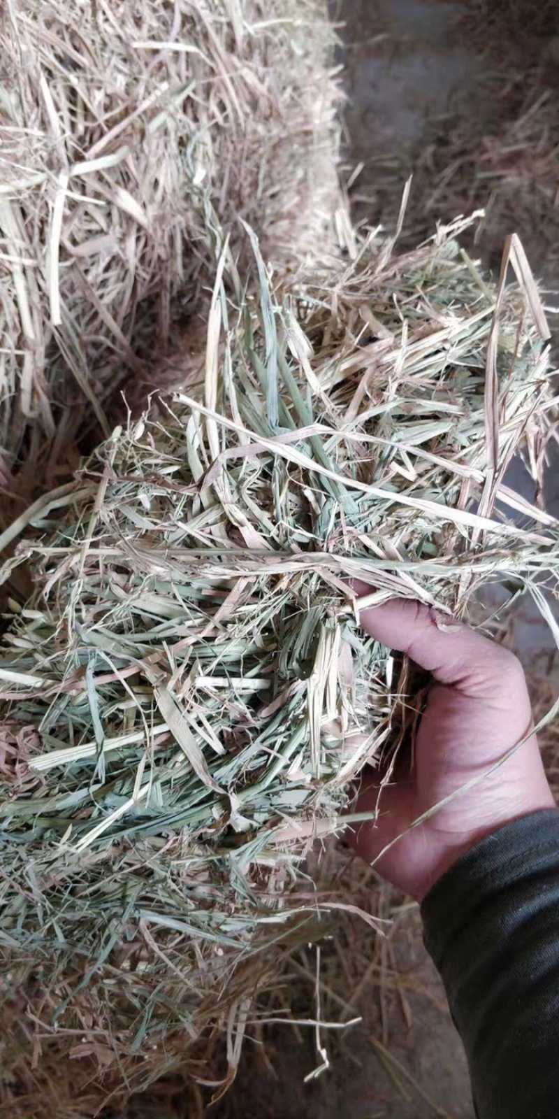 厂家直供牛羊稻草克拉丝柔丝稻草切断稻草整根稻草