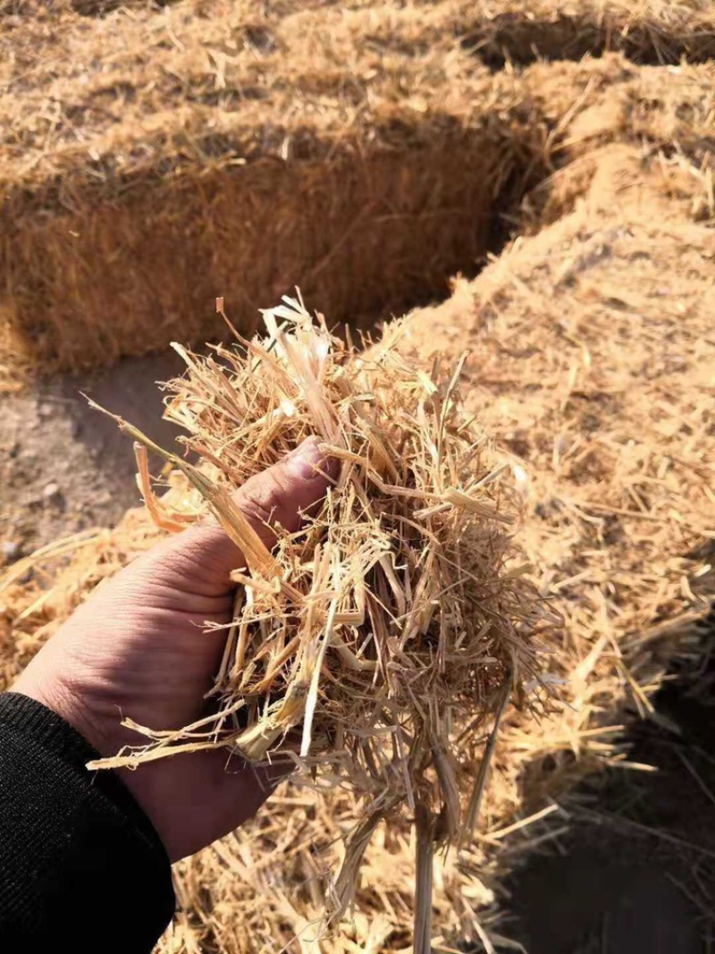 厂家直供牛羊稻草克拉丝柔丝稻草切断稻草整根稻草