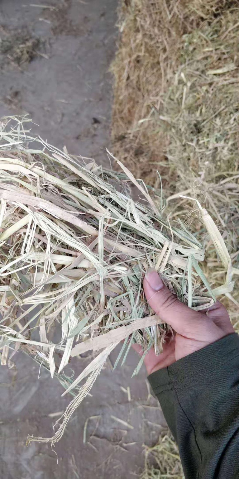 厂家直供牛羊稻草克拉丝柔丝稻草切断稻草整根稻草