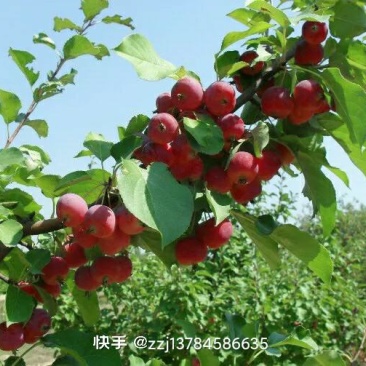 乔灌木，张家口正宗八棱海棠苗，决对纯正，保证质量，八棱海