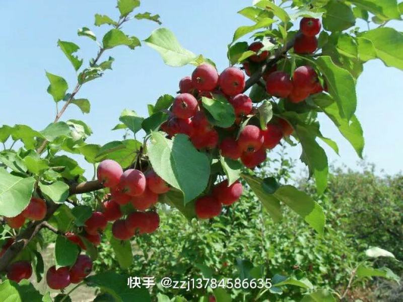 乔灌木，张家口正宗八棱海棠苗，决对纯正，保证质量，八棱海