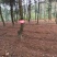 黄精种苗药材苗多花黄精苗基地直供包技术包回收
