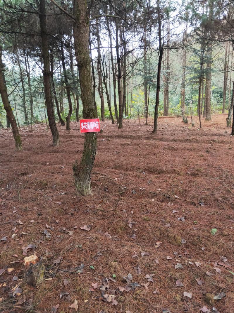 黄精种苗药材苗多花黄精苗基地直供包技术包回收